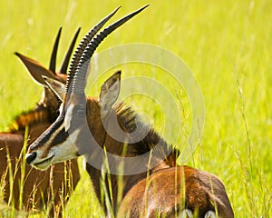 Portrét sobol antilopa 