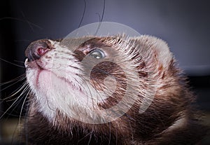 Portrait of sable ferret