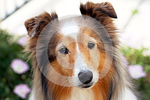 A Portrait of a Sable Shetland Sheepdog photo