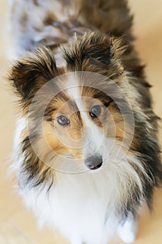 Portrait of a sable shetland sheepdog