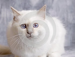 A portrait of sacred cat of burma with bluish background