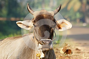 Portrait of the sacred cows of India, Kerala, South India