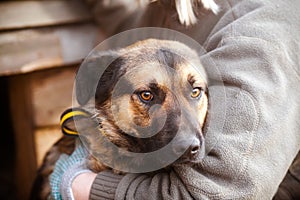 Portrait of a sad breedless dog and the shoulder of the owner