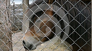 Portrait of a sad brown horse behind a fence on farm. Outdoors.