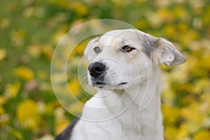 Portrait of sad cross-breed white dog against autumnal background in seasonal garden