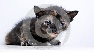 portrait of a sad and cute little kitten on a white background