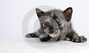 portrait of a sad and cute little kitten on a white background