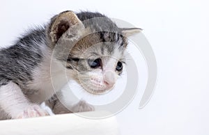 portrait of a sad and cute little kitten on a white background