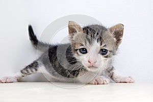 portrait of a sad and cute little kitten on a white background