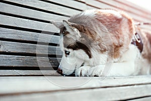 Portrait of sad cute Siberian Husky dog on a walk. Dog Lost his owner