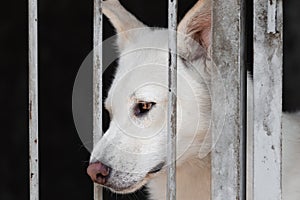 Portrait of a sad dog behind a dirty grille sitting in a dog shelter for homeless animals. An animal locked in a cage in poor