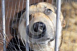 Portrait of a sad dog in a cage in a dog shelter.