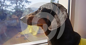 Portrait sad dog dachshund at window sunny day reflection autumn mood loneliness