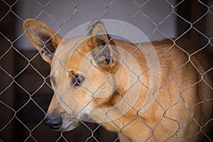 Portrait of a sad dog in an iron cage
