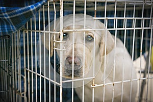 Portrait of a sad dog labrador in an iron cage