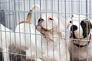 Portrait of a sad dog puppy american bulldog in an iron cage