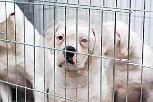 Portrait of a sad dog puppy american bulldog in an iron cage