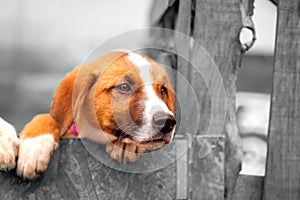 Portrait of sad dog puppy behind fence