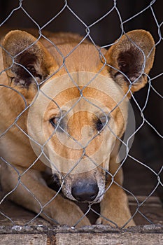 Portrait of a sad dog with sad look in a cage