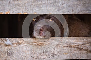 Portrait of a sad dog with sad look in a cage