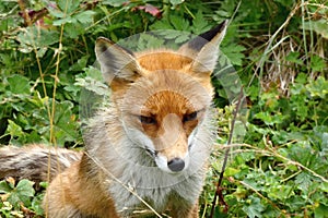 Portrét smutnej líšky
