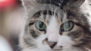 Portrait of a sad gray kitten close up. Clip. Closeup of tabby cat face. Fauna background. Close up view of Gray tabby