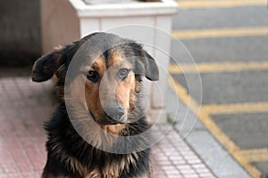 Portrait of a sad homeless dog