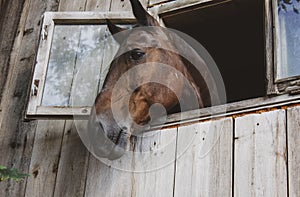 Portrait of sad horse leaning out of the stable window