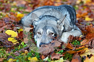 sad lonely gray wolf dog Saarlos lying in the park on the grass in autumn, waiting for the owner