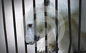 Portrait of a sad and lonely polar bear in a cage