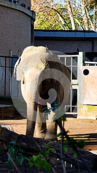 portrait of a sad-looking elephant in a city zoo. in a sunny day