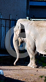 portrait of a sad-looking elephant in a city zoo. in a sunny day