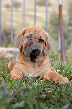 Adorable Broholmer, molossian puppy photo