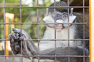 Portrait of a sad monkey in cage