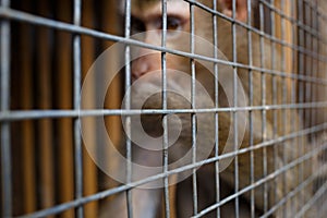 Portrait of a sad monkey in a cage. selective focus