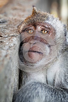Portrait of a sad monkey photo