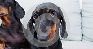 Portrait of a sad or tired dachshund puppy lying next to its friend and falling asleep, front view, close up. Lovely