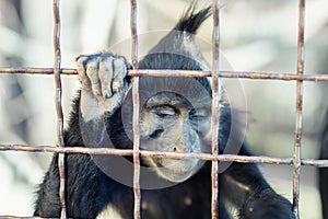 Portrait of sad wild mokey hopelessly looking through metal cage. Caged ape with despair depressed expression. Stop animal abuse