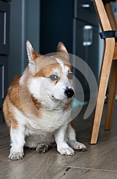 Portrait of a sad yellow and white corgi sitting on the floor