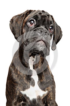 Portrait of sad young German Boxer dog