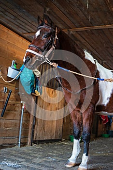 Portrait of a saddled horse in a bridle and halter