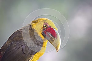 Portrait of a Saffron toucanet against defocused background, Serra da Mantiqueira, Atlantic Forest, Itatiaia, Brazil