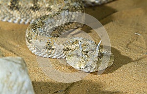 Portrait of Saharan horned viper (Cerastes cerastes) under the evening sun