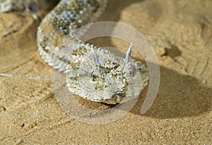 Portrait of Saharan horned viper (Cerastes cerastes) under the evening sun