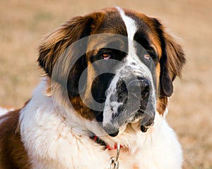 Portrait of a Saint Bernard