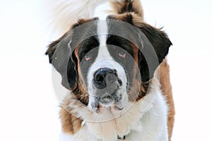 Portrait of a Saint Bernard dog