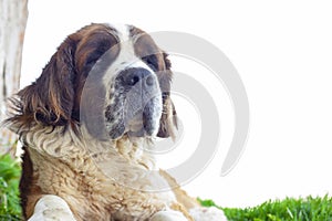 portrait of Saint Bernard dog breed