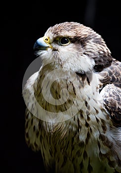 Portrait of sakar falcon facing left