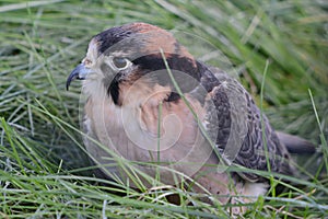 Portrait Of A Saker Falcon