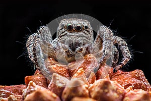 Portrait Salticidae spider on a black background